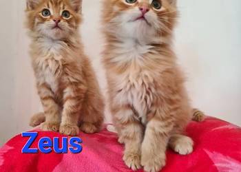 Maine Coon