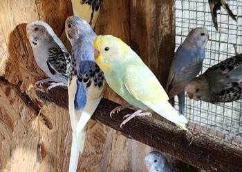 Sprzedam papużki faliste