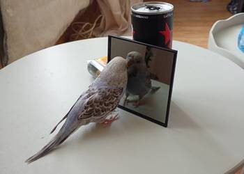 Dwie faliste z klatka