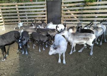 Sprzedam  renifera Skandynawia Reindeer