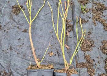 Borówka Amerykańska  Piękne 2 letnie Sadzonki w P9