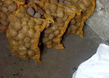 Sprzedam ziemniaki jadalne paszowe