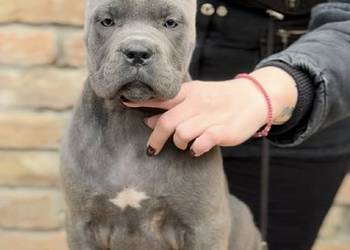 Cane Corso – Szczenięta na sprzedaż