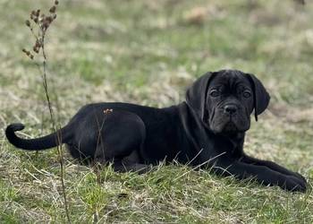 Piękna suczka Cane Corso ZKwP/FCI
