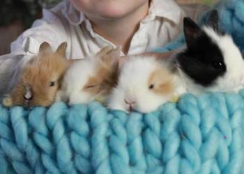 Króliki Miniaturki Małe 4 Sztuki Urocze i Piękne Dają się Głaskać 4 Tygodni