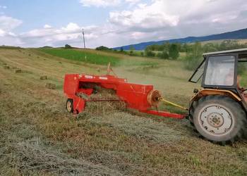 Siano tegoroczne , duże kostki z sipmy z224/1