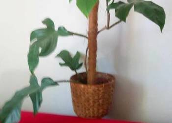 Kwiaty doniczkowe Philodendron squamiferum 008