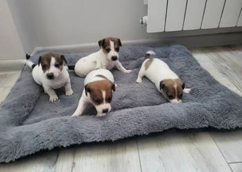 Jack Russell Terrier
