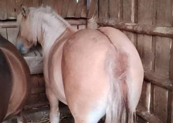 Sprzedam zrebice zimnokwista