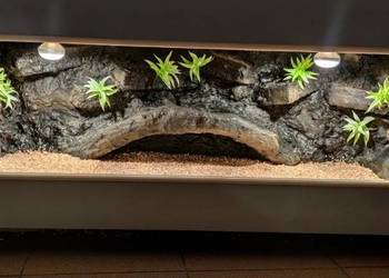 Terrarium specjalistyczne dla gekona lamparciego agamy brodatej