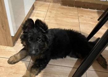 Szczeniaczki Rasy Owczarek Niemiecki długowłosy 1300 zł juz do odbioru