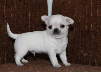 Chihuahua ZKwP FCI prawdziwy rodowód!