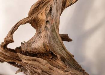 Drewno dryftowe driftwood 100 % naturalny korzeń
