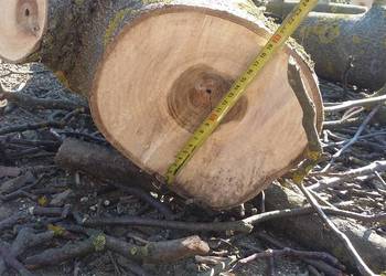 Ścięty orzech sprzedam