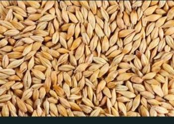 Jęczmień jary radek