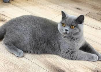 Kochany Waldi już do odbioru Rodowód Międzynarodowy