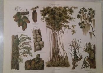 Stara niemiecka rycina z Meyers Lexikon z 1897 roku