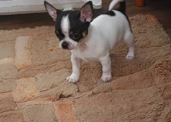 Chihuahua chłopiec DOLAR