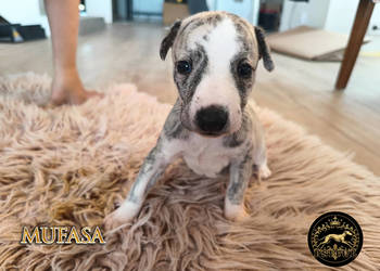 MUFASA Whippet na sprzedaż – piękne, rasowe, zdrowe 14.06.2025