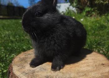 Króliczek miniaturowy karzełek niderlandzki hodowla zarejestrowana Oferujem