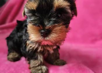 Suczka Yorkshire Terrier