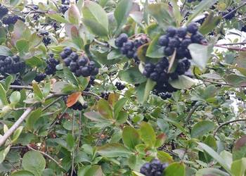 Aronia ekologiczna Aronia ekologiczna