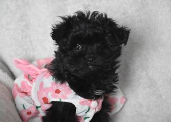 pudel shihtzu shipoo szczeniaczki shihpoo