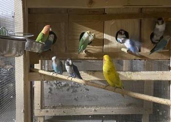 Nierozłączki zmienia dom