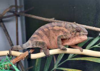 Ambilobe sambava kameleon lamparci