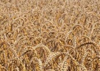 Żyto na sprzedaż zbiór 2025 rok.
