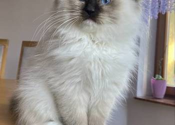 Kocurek ragdoll gotowy do odbioru FPL kastrat