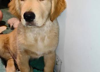 Pies rasy Golden retriever