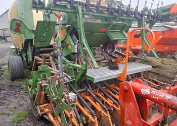 Redlica talerzowa amazone