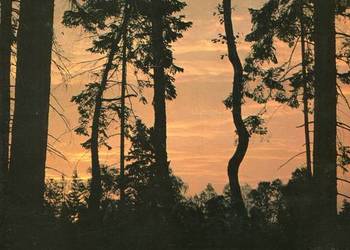 W kniei - Włodzimierz Łapiński