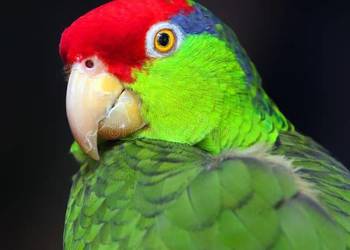 Amazonka Krasnoglowa Viridigenalis iridigenalis super oswojona