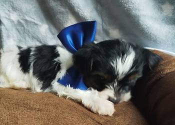 Morkshire terrier