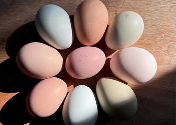 Jaja wiejskie z wolnego wybiegu