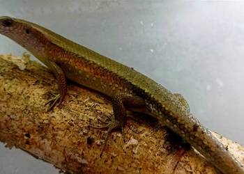mabuya multifasciata