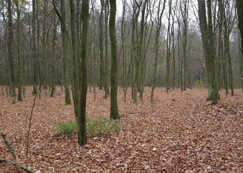 Przepiękny las w miejscowości Samoklęski
