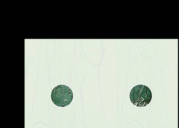 Dekor Evita zefir Inserto 25 x 33,3; Kwadro, Paradyż, płytki, kafel, flizy