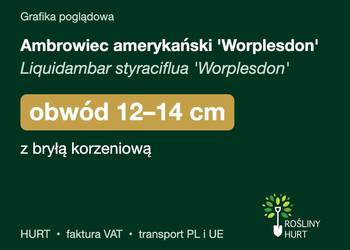Ambrowiec amerykański 'Worplesdon' obwód 12-14 cm, z bryłą – HURT