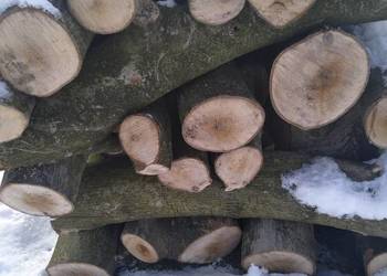 Drzewo orzech włoski