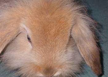Króliczek mini lop lewek 3m