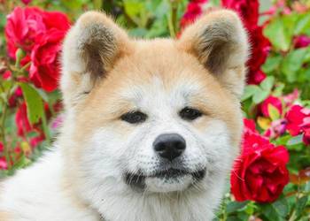 Akita inu-akita japońska czerwona suczka ZKwP (FCI) gotowa do odbioru