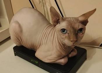 Kot sfinks kanadyjski reproduktor