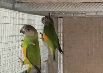 Afrykanki senegalskie rok 2025