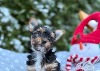 Cudowny piesek York miniaturka z rodowodem