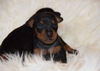 Pinczer Miniaturowy ZKWP fci