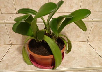 Krasnokwiat białokwiaty