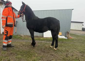 Sprzedam ogierka ślaskiego 10 miesięcy